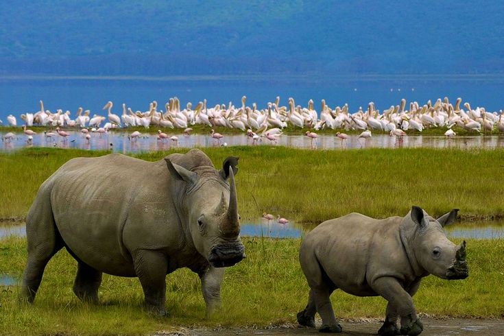 2 Days Lake Nakuru National Park Safari