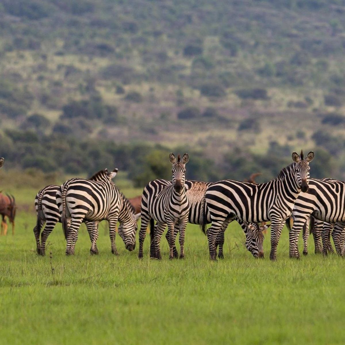 4 Days Samburu National Reserve Safari
